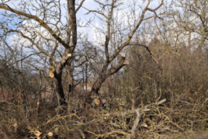 Stromy na cintoríne v Kunove, časť s upraveným živým plotom a orezanými konármi nad hrobmi.