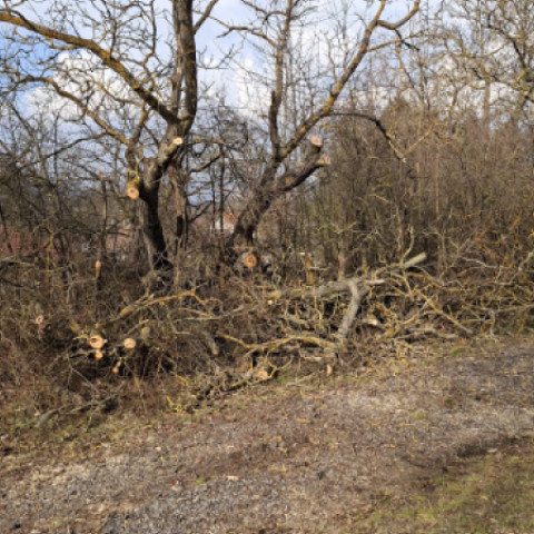 Stromy na cintoríne v Kunove, časť s upraveným živým plotom a orezanými konármi nad hrobmi.
