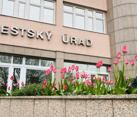 Budova Mestského úradu v Senici s ružovými tulipánmi v popredí počas jarného dňa.