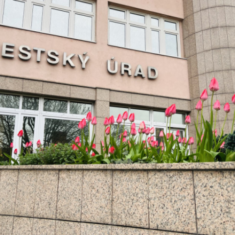 Budova Mestského úradu v Senici s ružovými tulipánmi v popredí počas jarného dňa.