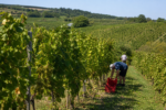 Vinica so zrelým hroznom pripravená na zber.