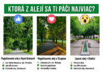 Lipová alej v Skalici s vysokými stromami pozdĺž ulice.